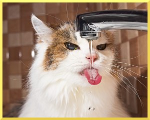 Immagine che mostra come un gatto beve da un rubinetto aperto Come aumentare l'introito di acqua da parte del gatto tramite un rubinetto aperto
