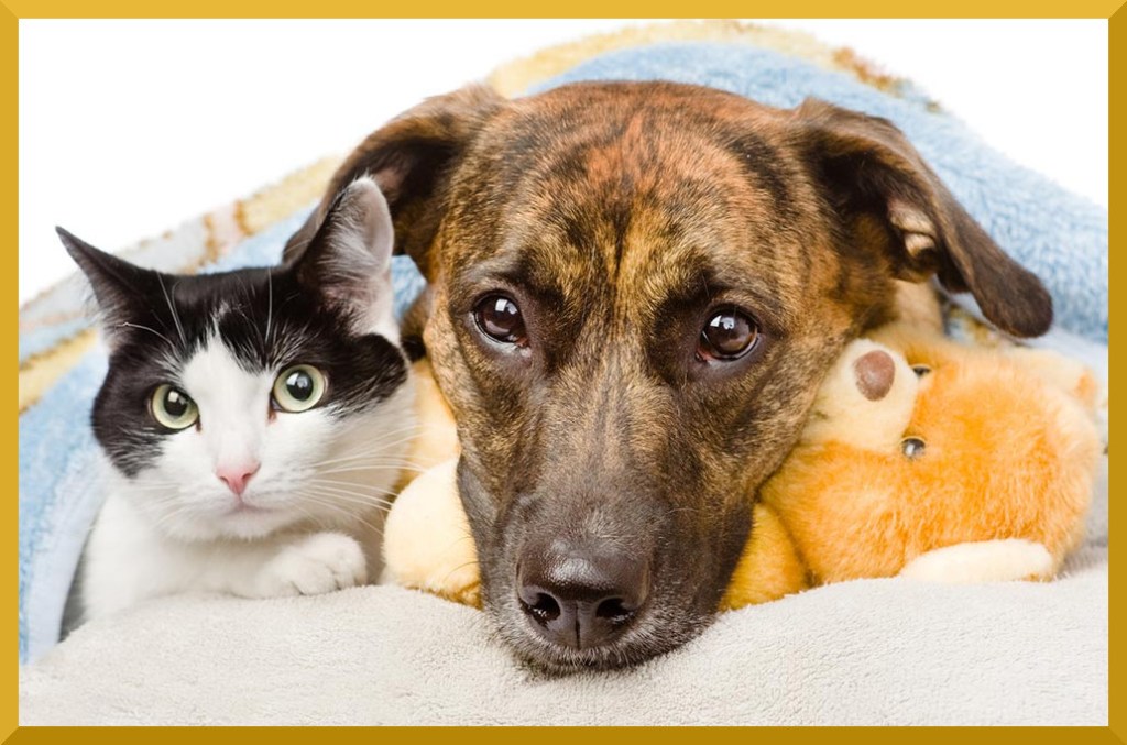 Immagine di un cane e di un gatto che rappresenta un'infezione da Parvovirus e quindi una Parvovirosi