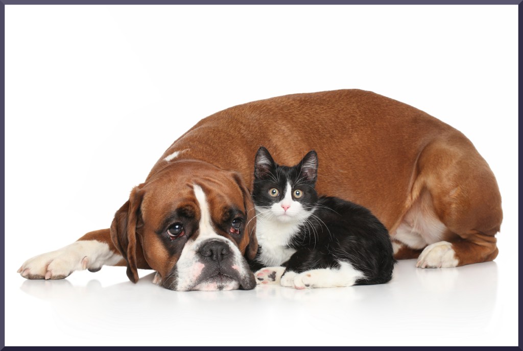 Immagine decorativa per articolo sul momento della sterilizzazione e castrazione nel cane e nel gatto Momento della sterilizzazione e castrazione nel cane e nel gatto