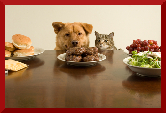 Immagine che rappresenta un cane ed un gatto che cercano di capire quale sia la dieta migliore per loro.